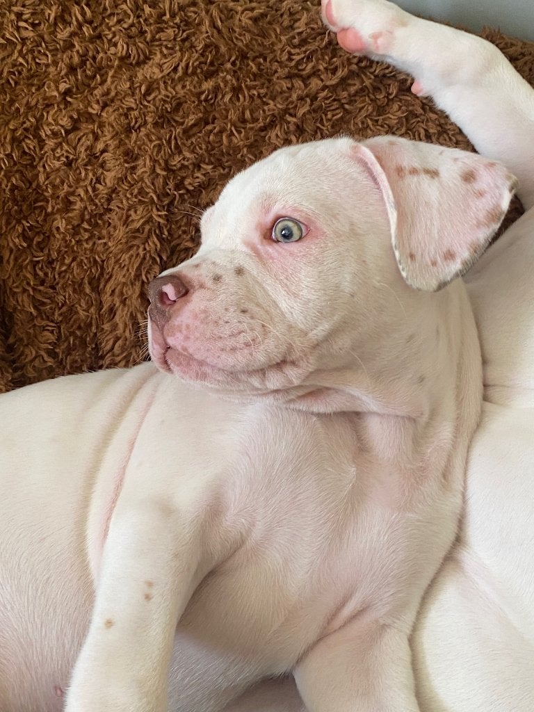 Pocket bully kruising pup, Parvo, Reu, 8 tot 15 weken, Bulldog
