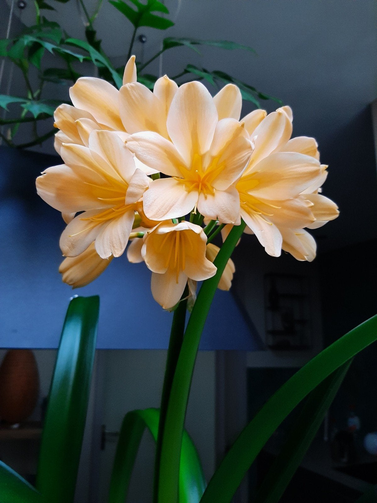 Clivia grote plant, geel bloeiend met wat grotere bloem, Bloeiende kamerplant, Ophalen of Verzenden, Volledige schaduw, Minder dan 100 cm