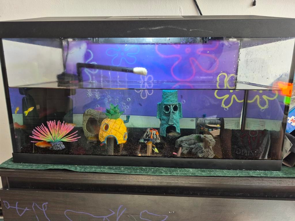 aquarium, Dieren en Toebehoren, Vissen | Aquariumvissen, Vis, Zoetwatervis, Schoolvis