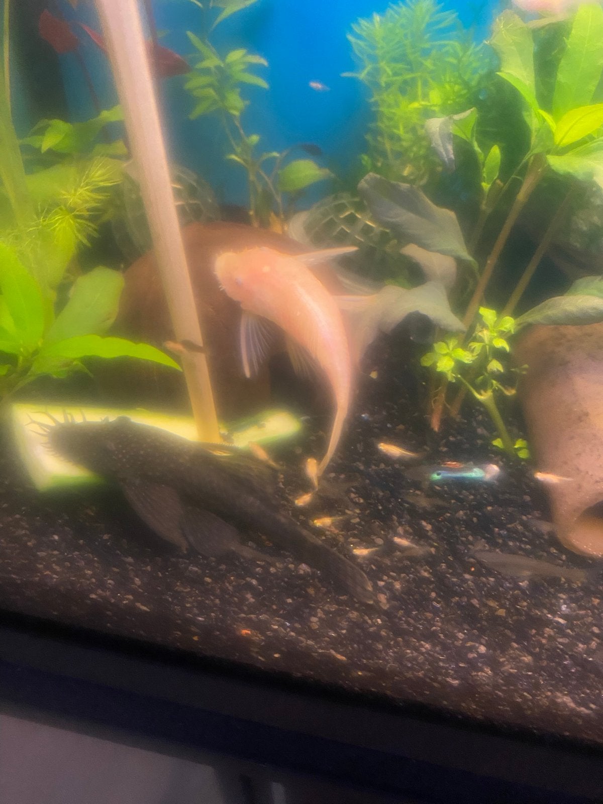 Koppel ancistrus, Dieren en Toebehoren, Vis