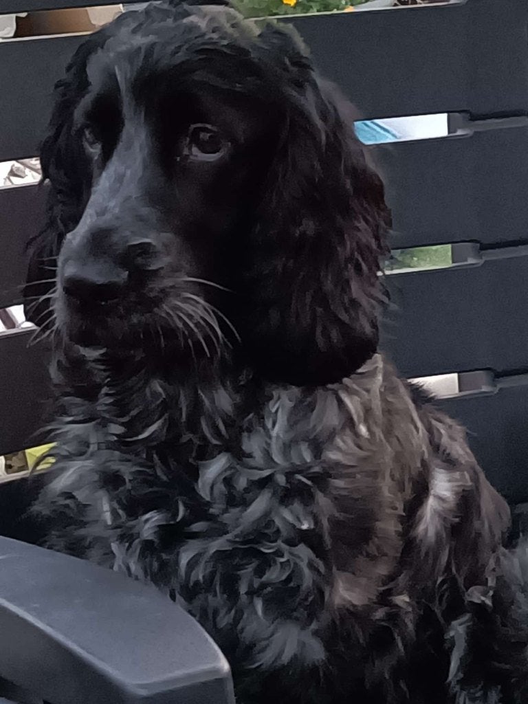 Verwacht Engelse Cocker Spaniëlpups, 8 tot 15 weken, Parvo, Meerdere, Meerdere dieren