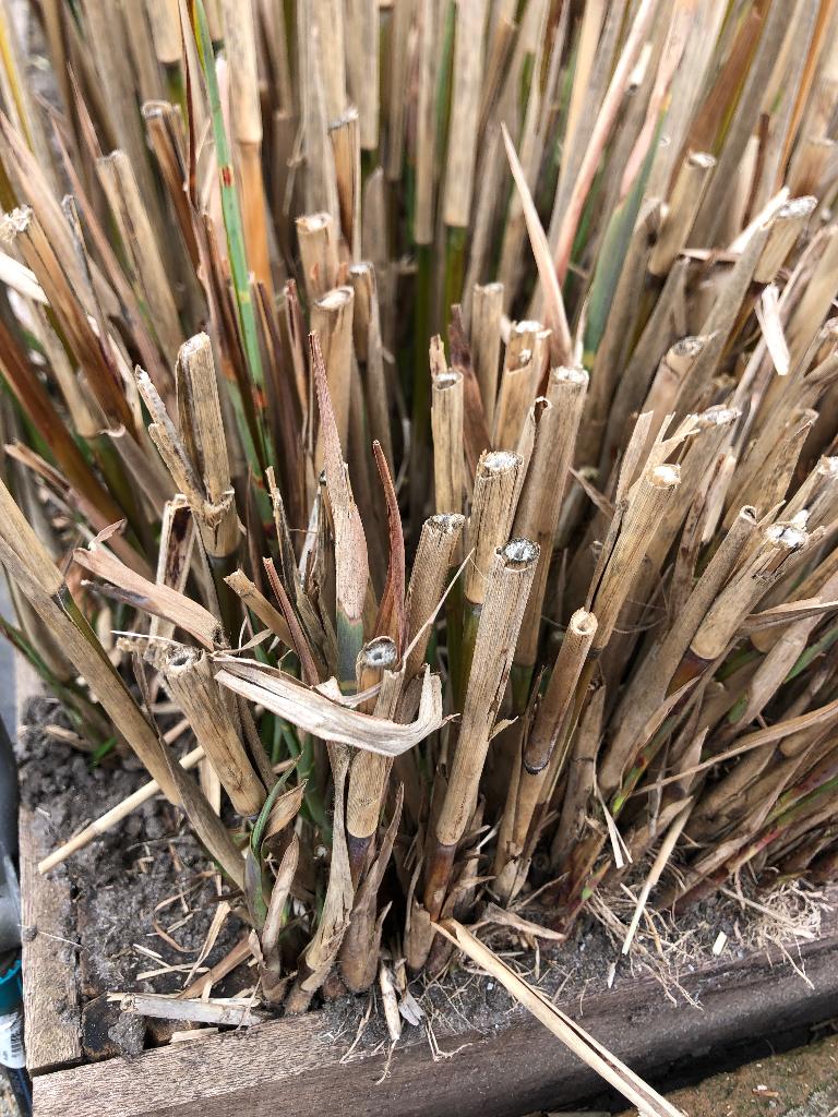 Siergras, tijgergras Miscantus, Tuin en Terras, Planten | Tuinplanten, Ophalen, Vaste plant, Siergrassen, Volle zon