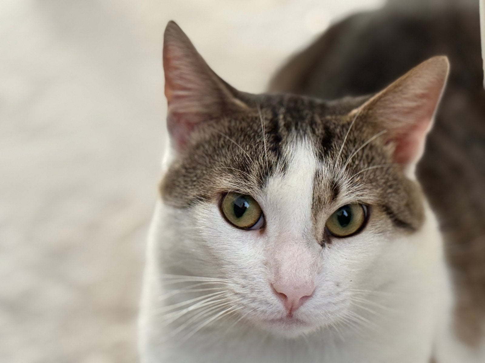Lieve kater 2 jaar, Dieren en Toebehoren, Kater