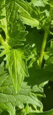 Mooie sterke valeriaan planten, Ophalen, Vaste plant, Bloeit niet, Halfschaduw