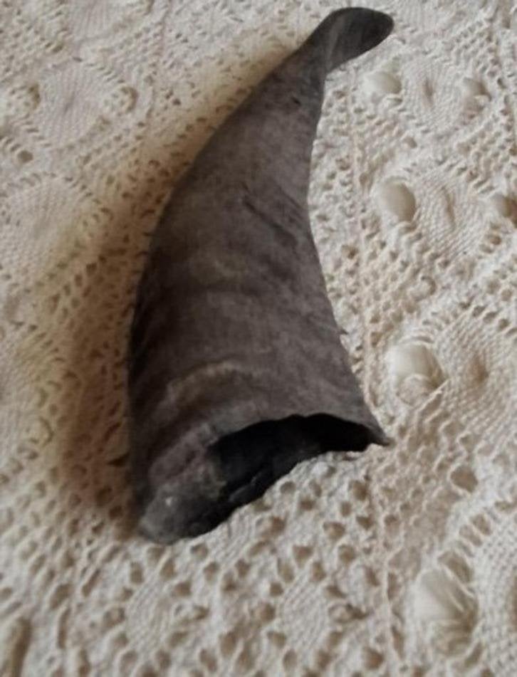 Kleine dieren hoorn ter decoratie, Ophalen of Verzenden