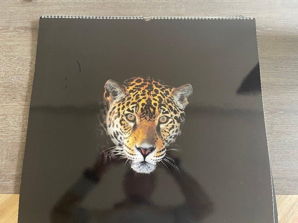 Jaguar kalenders, Diversen, Ophalen of Verzenden, Jaarkalender, Zo goed als nieuw