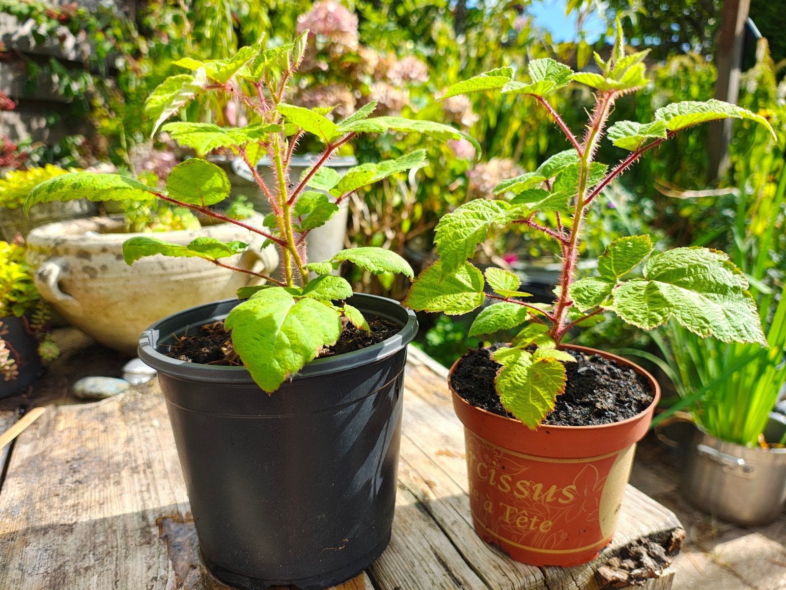Japanese wijnbes- 2 stuks, Ophalen, Volle zon, Vaste plant, Zomer