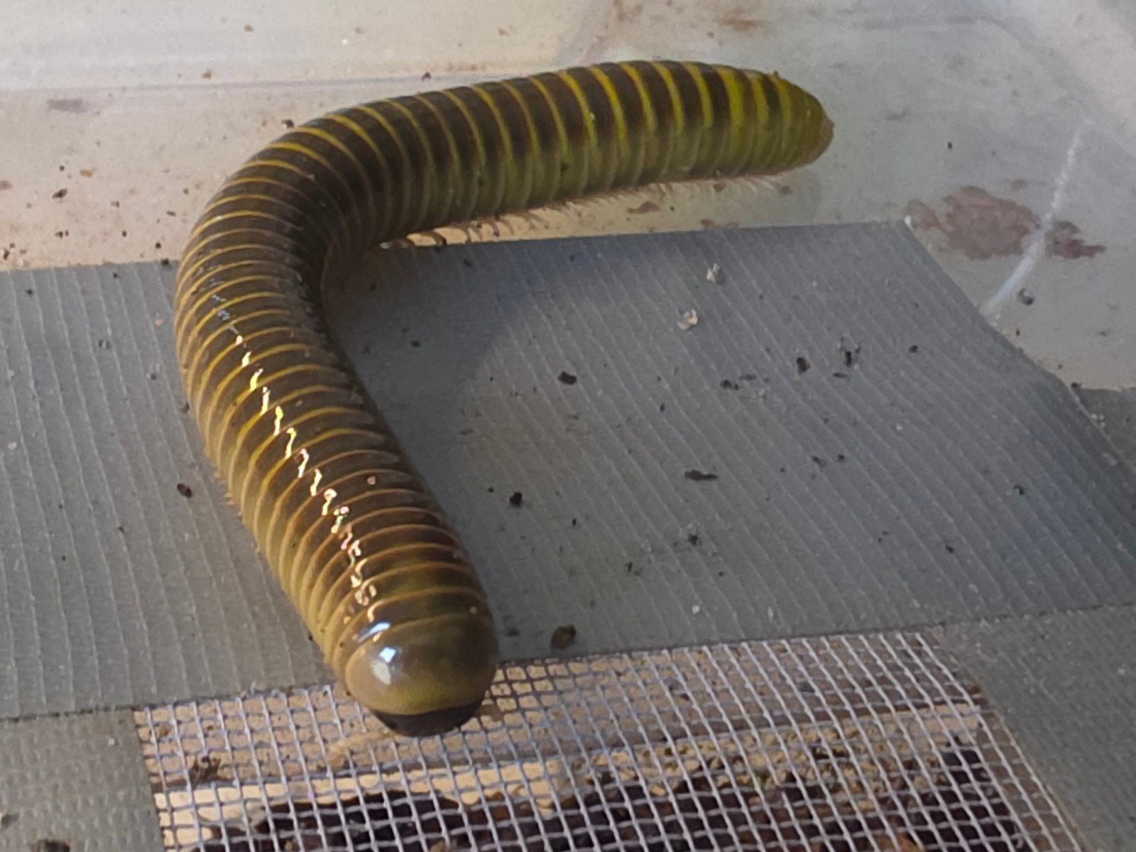 div soorten miljoenpoten, Dieren en Toebehoren, Insecten en Spinnen