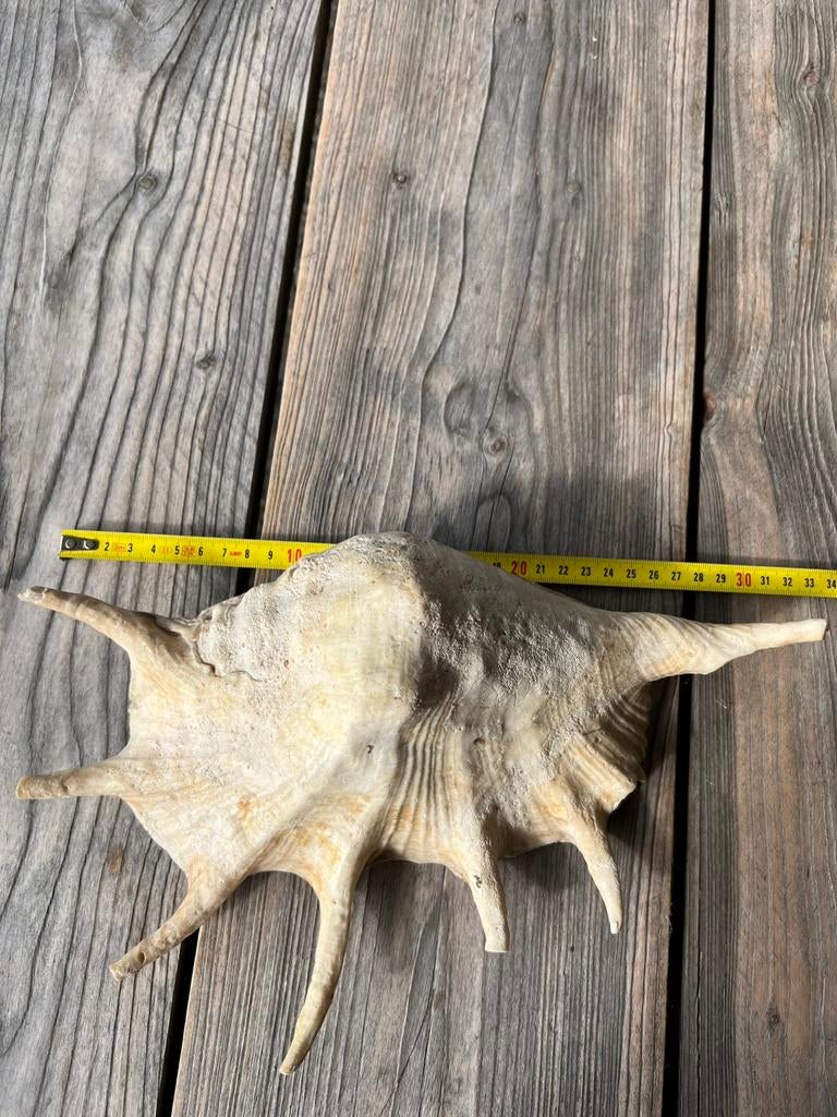 Zeer grote mooie LAMBIS Schelp Zeeschelp Spinnenconch 33 cm, Verzamelen, Ophalen of Verzenden, Schelp(en)