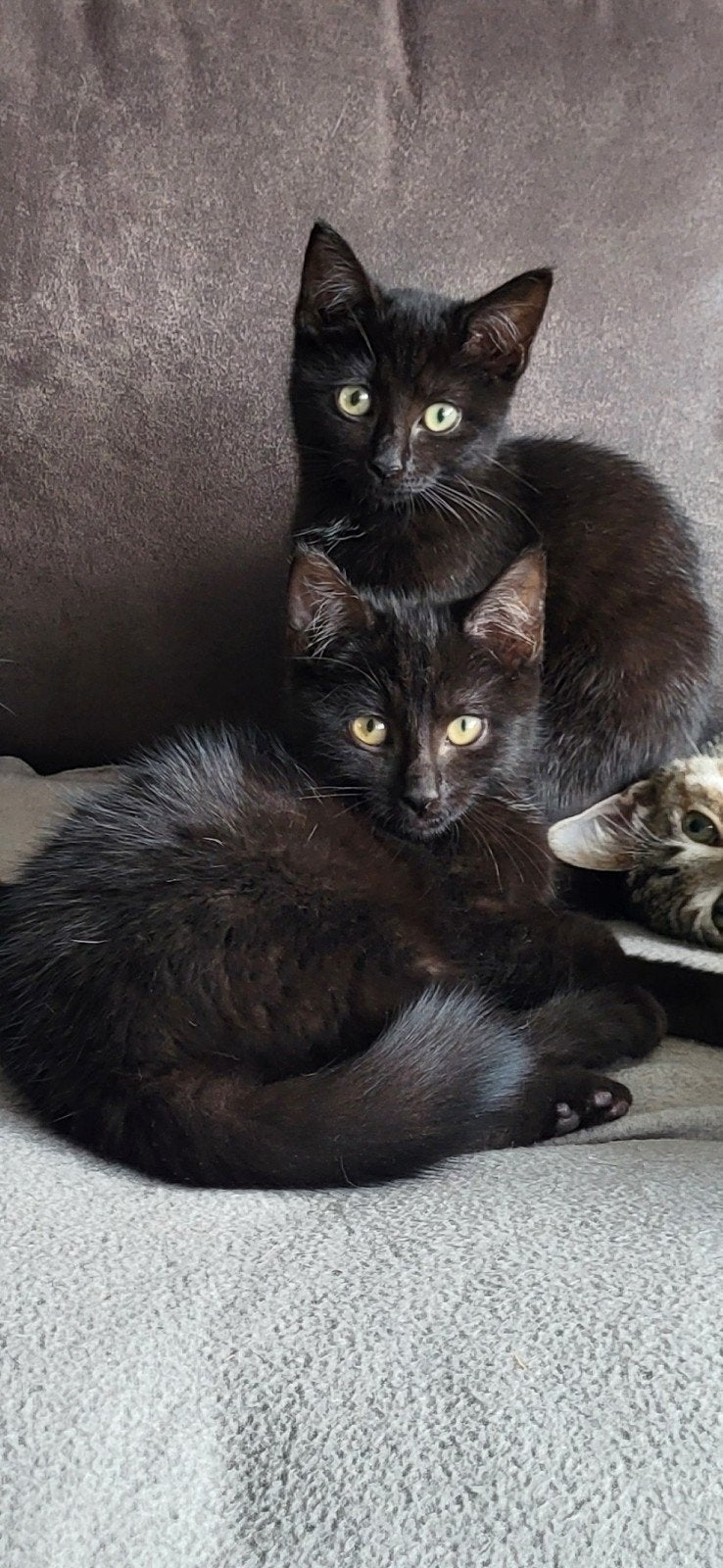 Schitteren 50% Ragdoll kittens, super spinners!, Dieren en Toebehoren, Meerdere dieren, Ontwormd, 0 tot 2 jaar