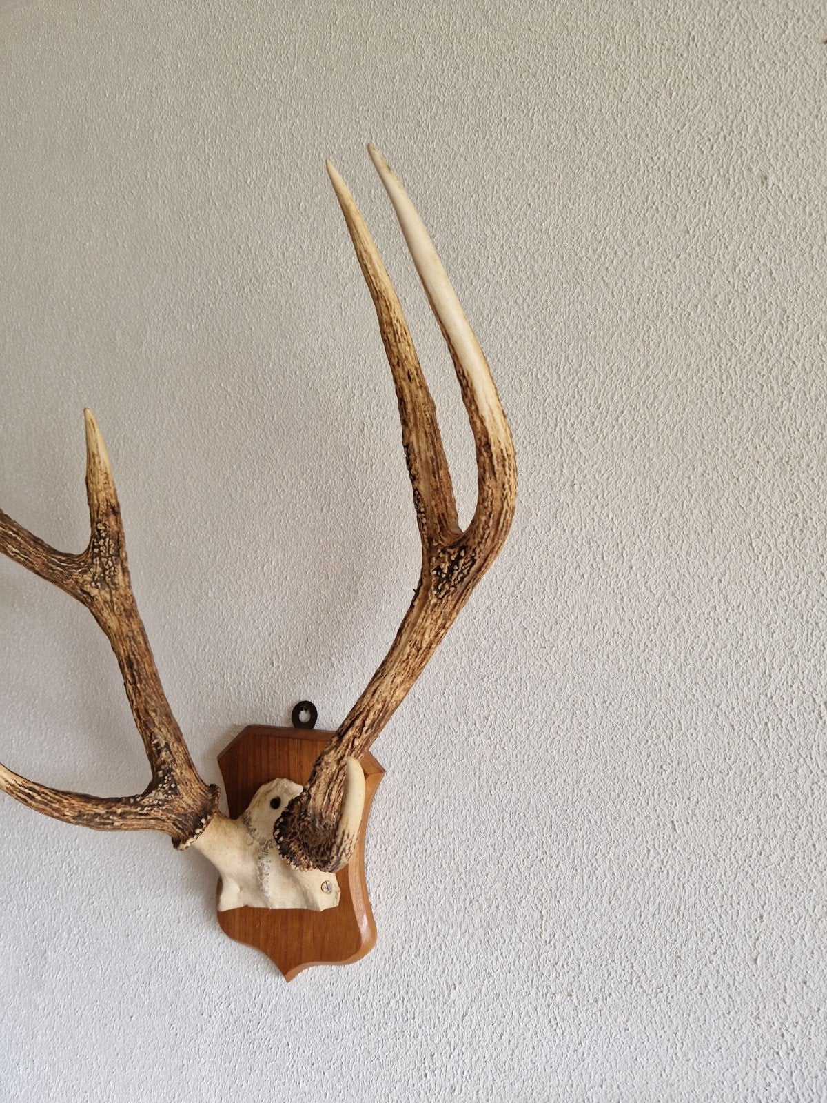 Trofee met houten standaard, Ophalen of Verzenden, Beeldje of Figuurtje