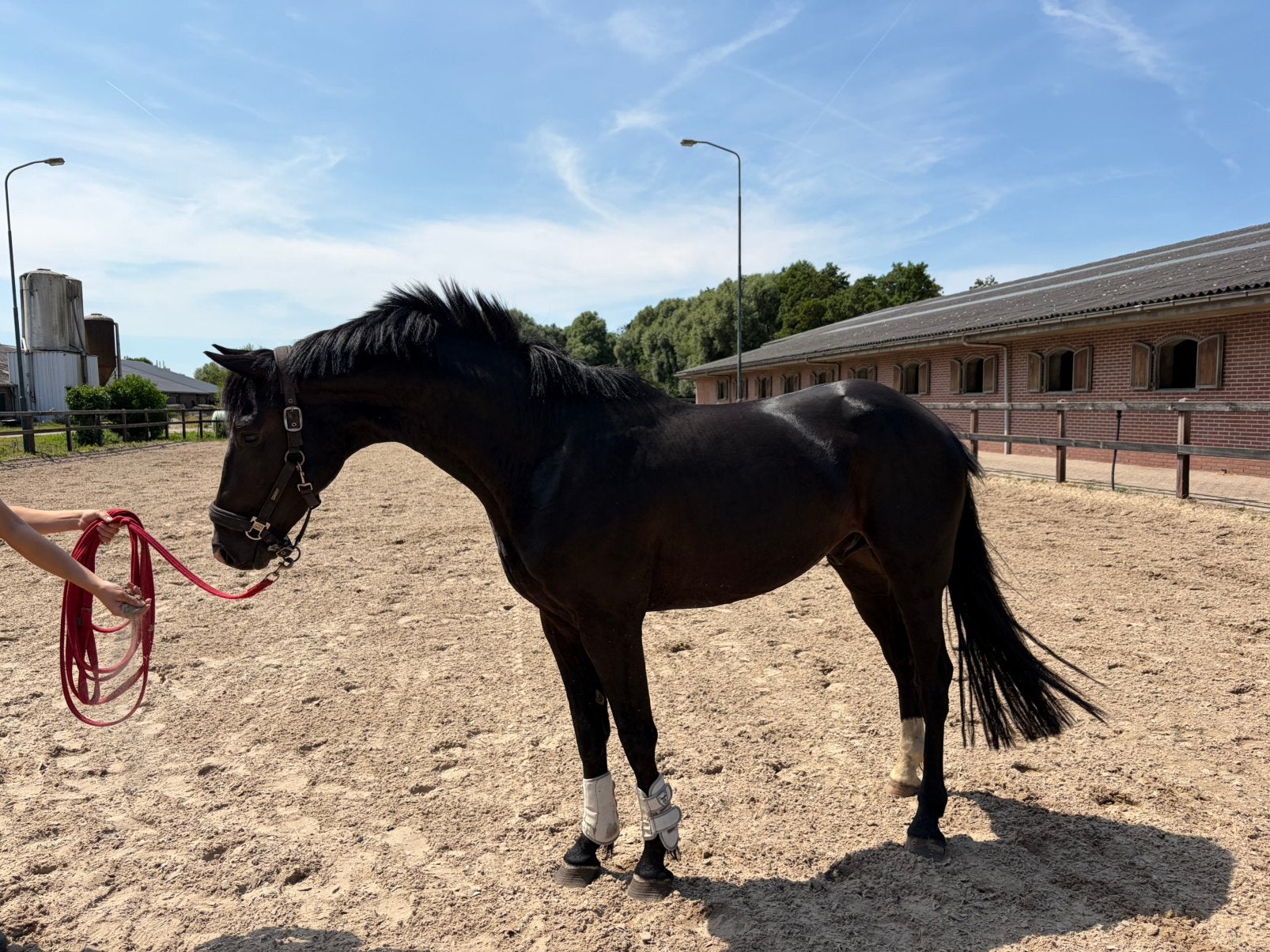 Eyecather ruin!, Dieren en Toebehoren, Ruin, E pony (1.48m - 1.57m), Met stamboom, 3 tot 6 jaar