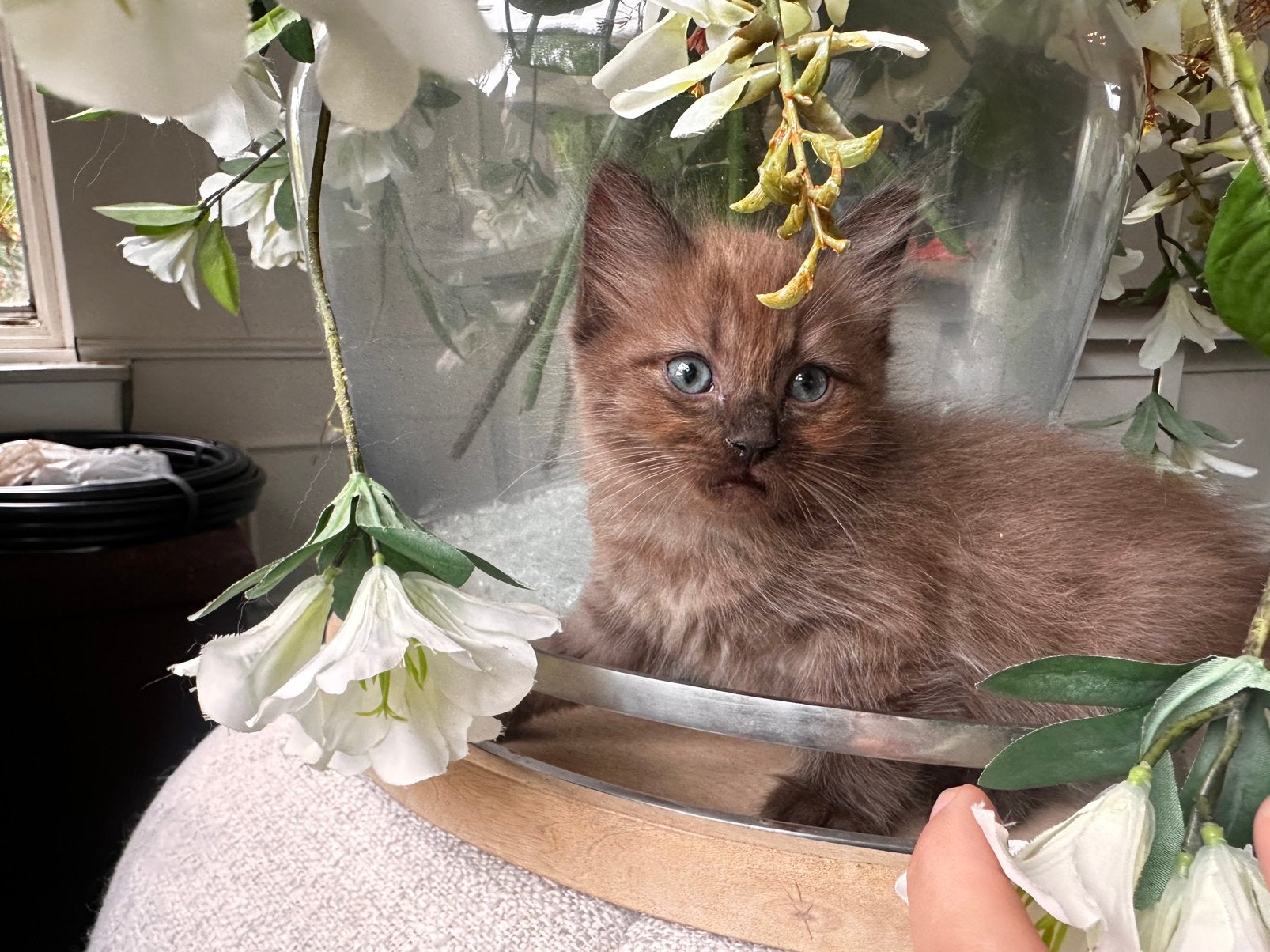 Seal mink - chocolat - cinnamon ragdoll kittens -seal point, Dieren en Toebehoren, Meerdere dieren, Gechipt, 0 tot 2 jaar