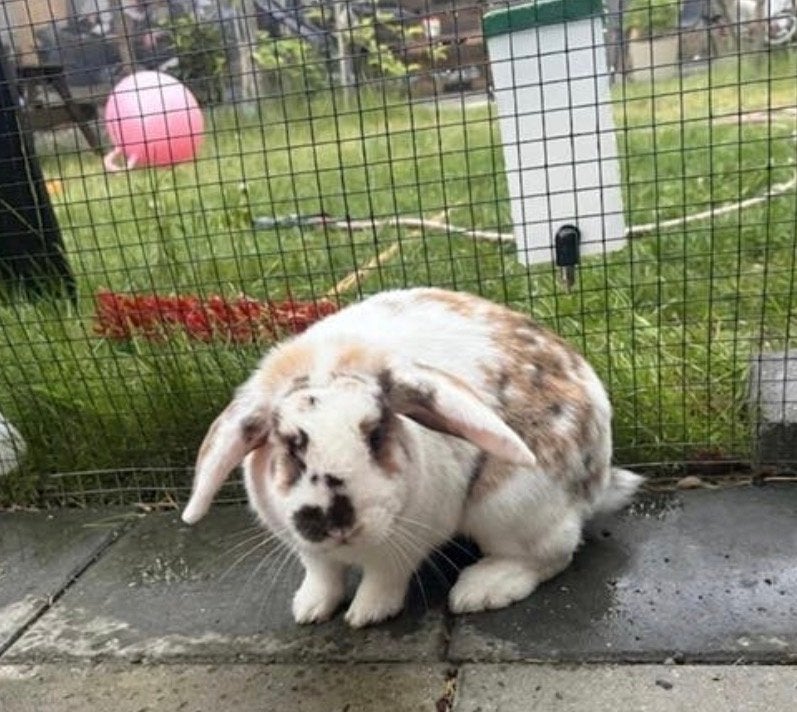 Lief hangoor konijn voedster, Dieren en Toebehoren, Konijnen, Vrouwelijk, Middelgroot, Hangoor