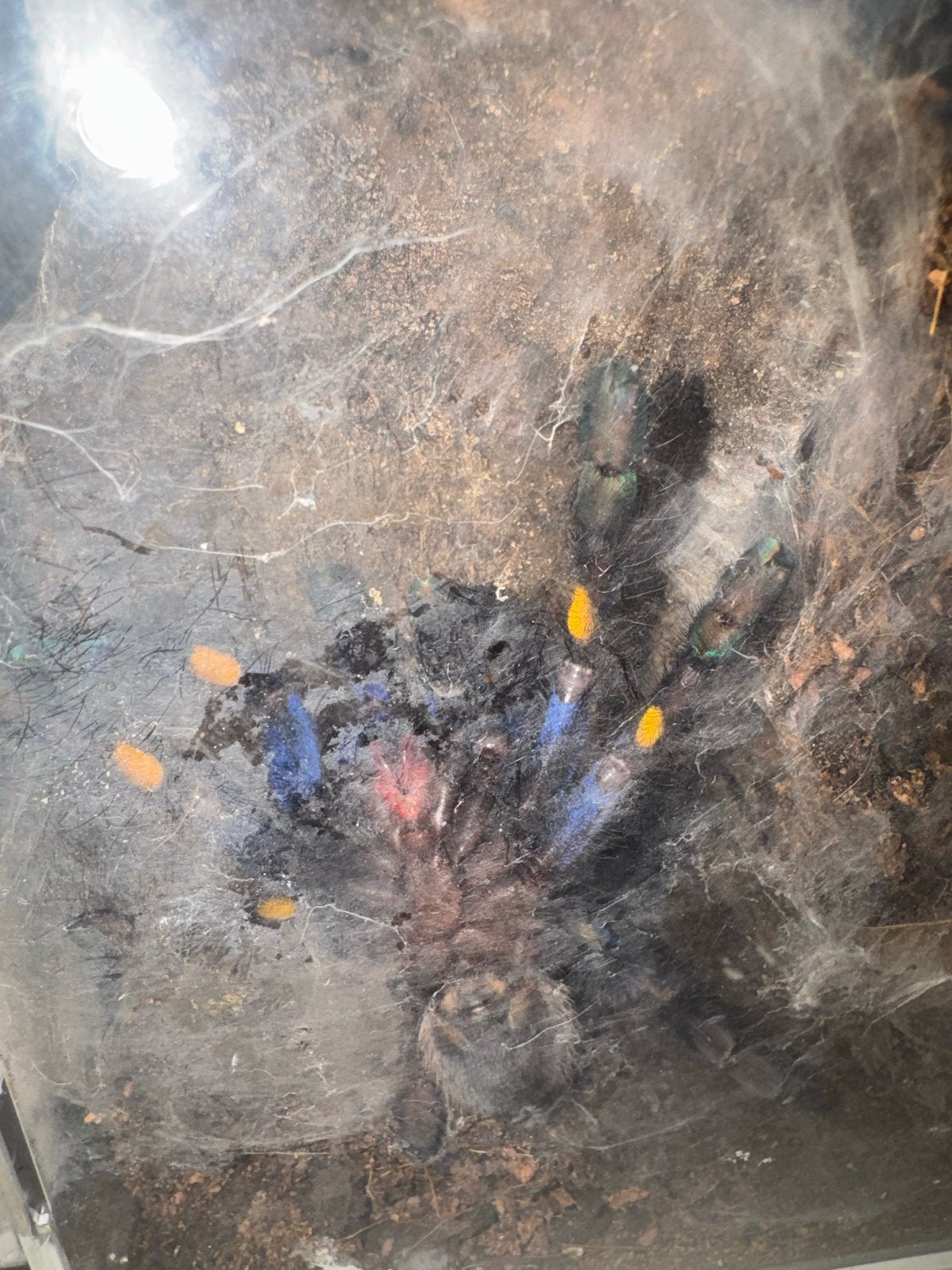 P.metallica, Dieren en Toebehoren, Insecten en Spinnen