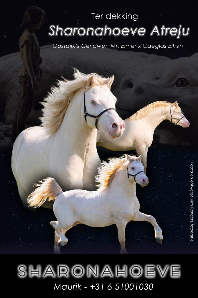 Perlino en Bruin welsh A  en Apaloosa hengst ter dekking, Hengst