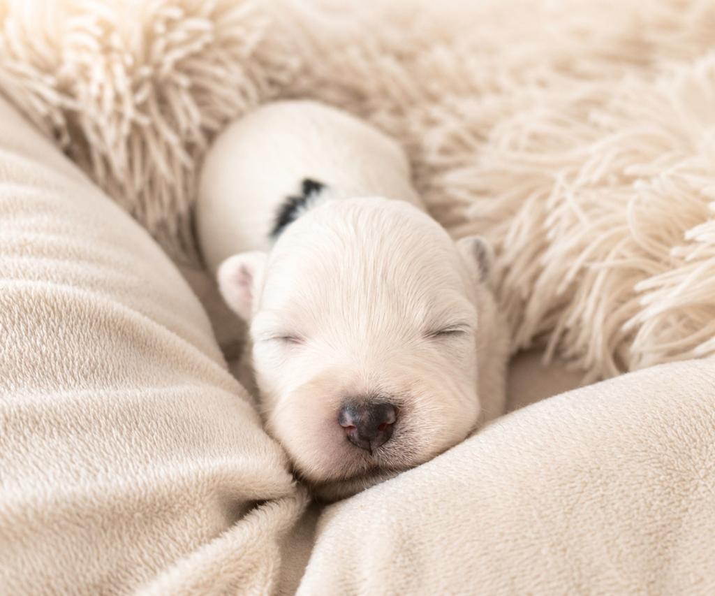 Prachtig nestje boomer pups, Dieren en Toebehoren, Honden | Chihuahua's en Gezelschapshonden, Overige rassen, 8 tot 15 weken, Parvo