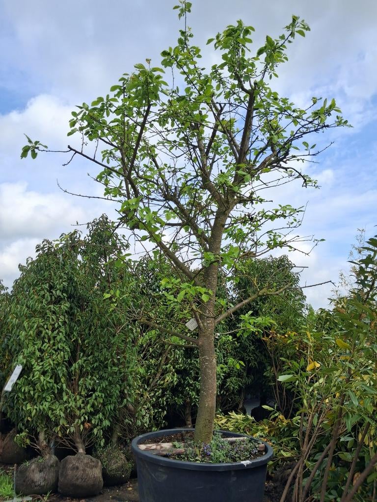 Pruimenboom 'Opal', oude karakteristieke laagstam fruitbomen, Tuin en Terras, Lente, Volle zon, In pot, Ophalen of Verzenden
