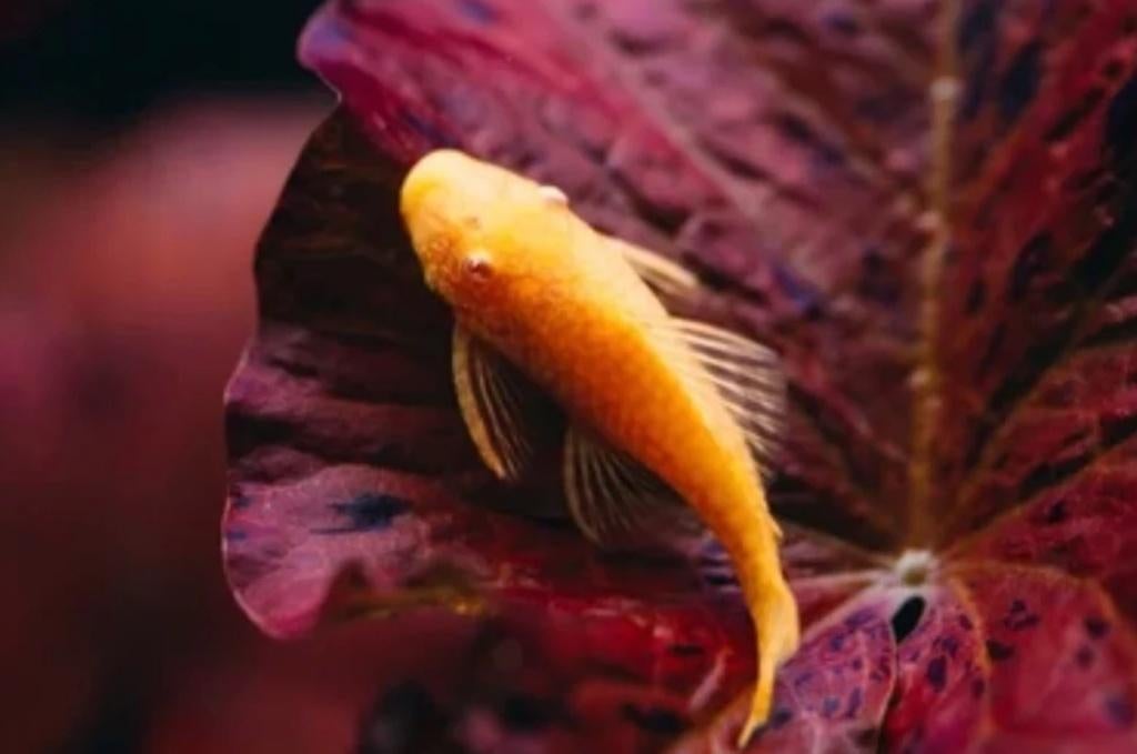 Ancistrus Temminckii gold red eyes 3 cm, Vis, Zoetwatervis
