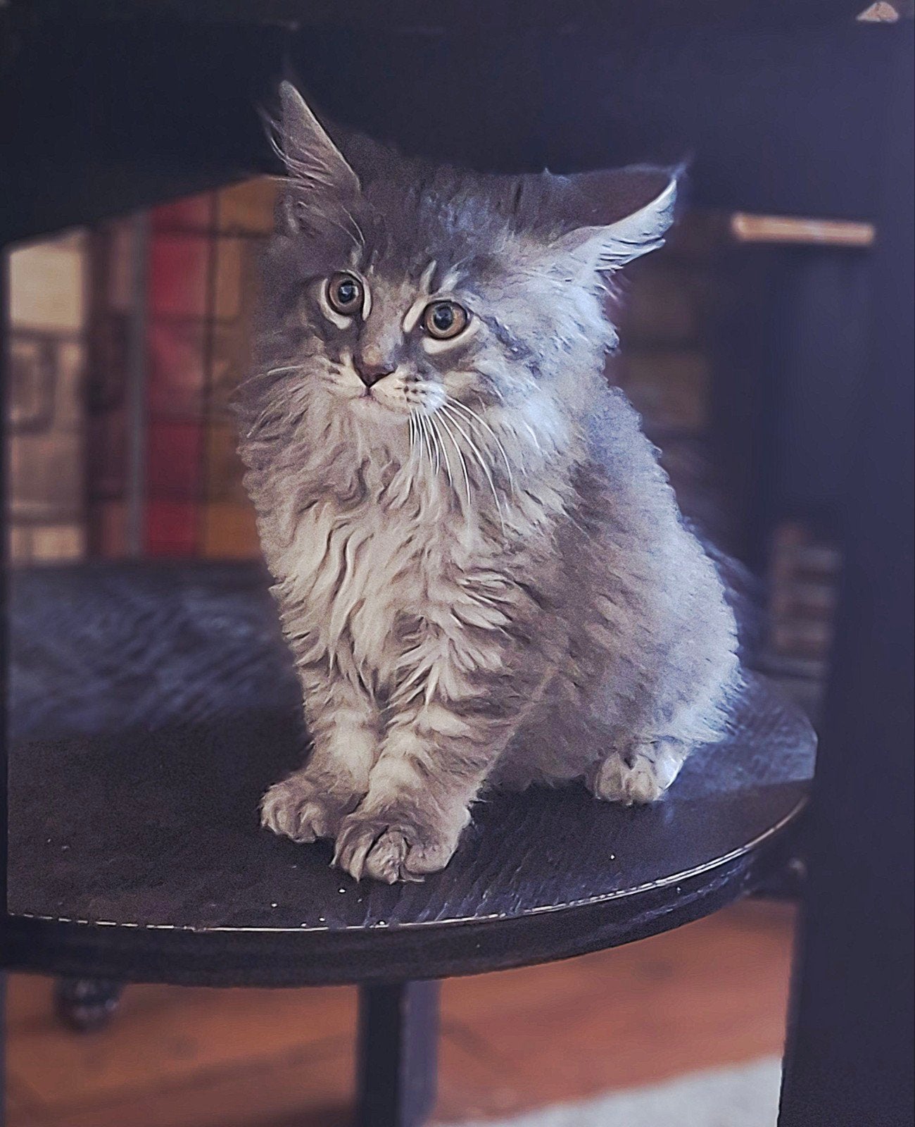 Prachtige Main coon kittens – 2 katers & 3 poesjes 

Bes, Dieren en Toebehoren, Meerdere dieren, Ontwormd