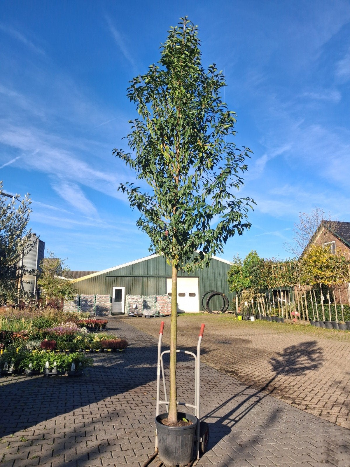 Hoogstam Prunus lusitanica angustifolia, Portugese laurier, Ophalen of Verzenden, Halfschaduw, Overige soorten