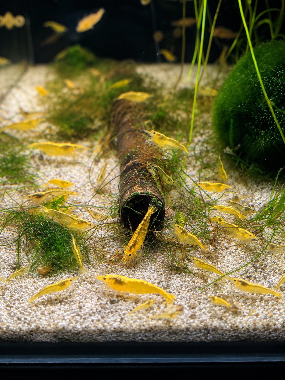 Yellow Back Stripe Neocaridina garnalen – Eigen kweek, Kreeft, Krab of Garnaal, Zoetwatervis, Schoolvis