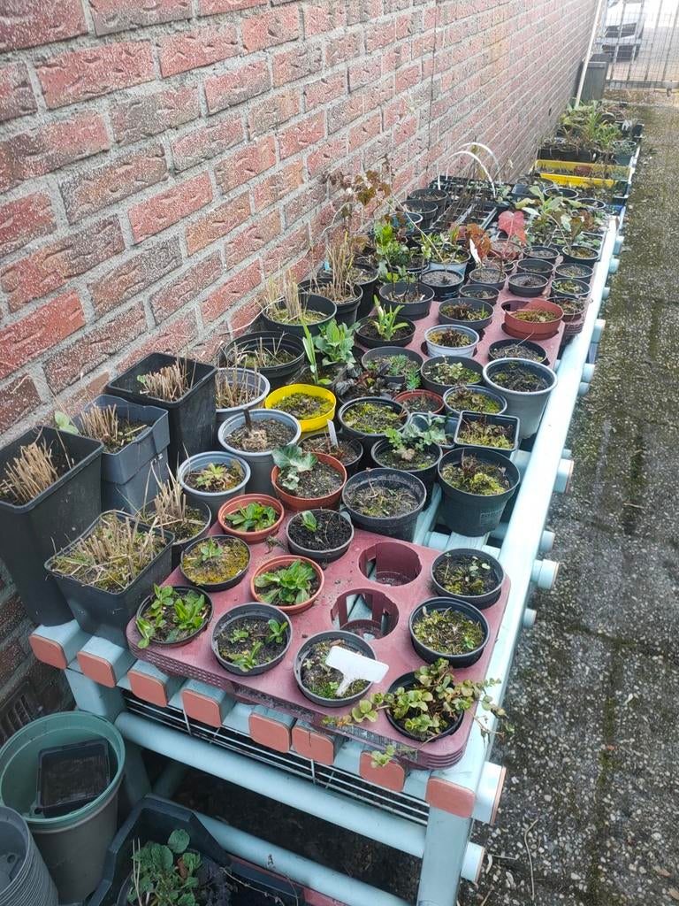 VASTE TUINplanten vanaf 0,50 ct, Ophalen, Vaste plant, Overige soorten, Halfschaduw