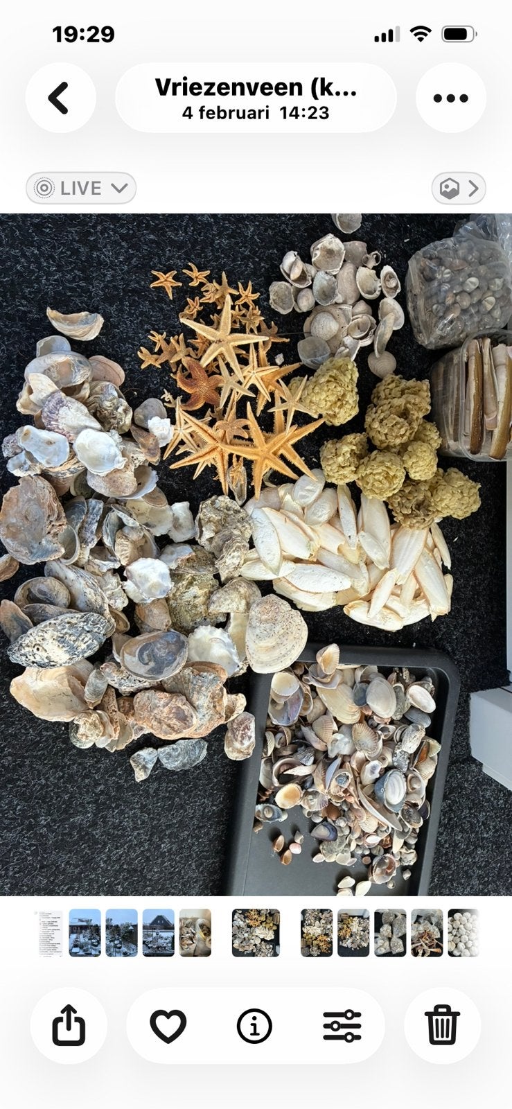 TE KOOP. 2 GROTE DOZEN MET DIV. NEDERLANDSE SCHELPEN., Ophalen of Verzenden, Nieuw