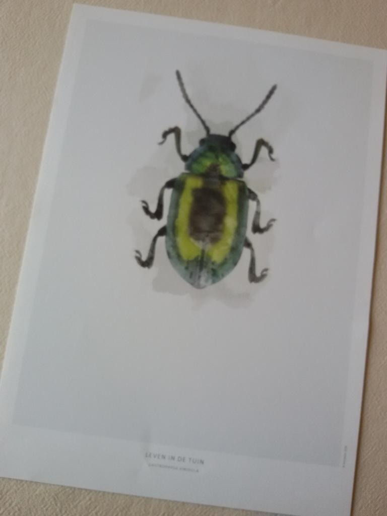 Illustratie van Gastrophysa viridula, Minder dan 50 cm, Ophalen of Verzenden, Minder dan 50 cm, Print