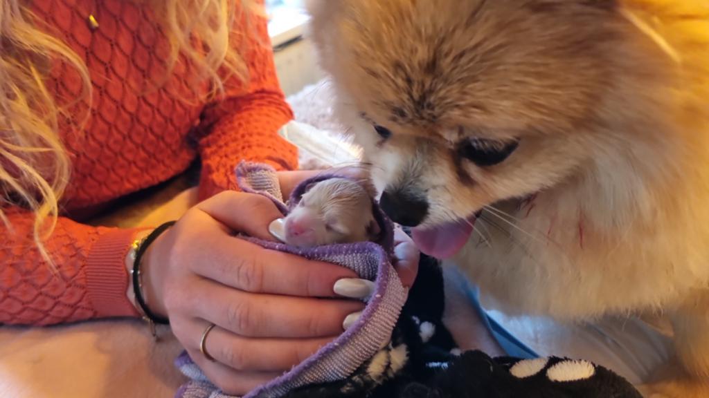 Mooie Pomeriaan pups creme en oranje sable., Dieren en Toebehoren, Honden | Chihuahua's en Gezelschapshonden, Meerdere dieren