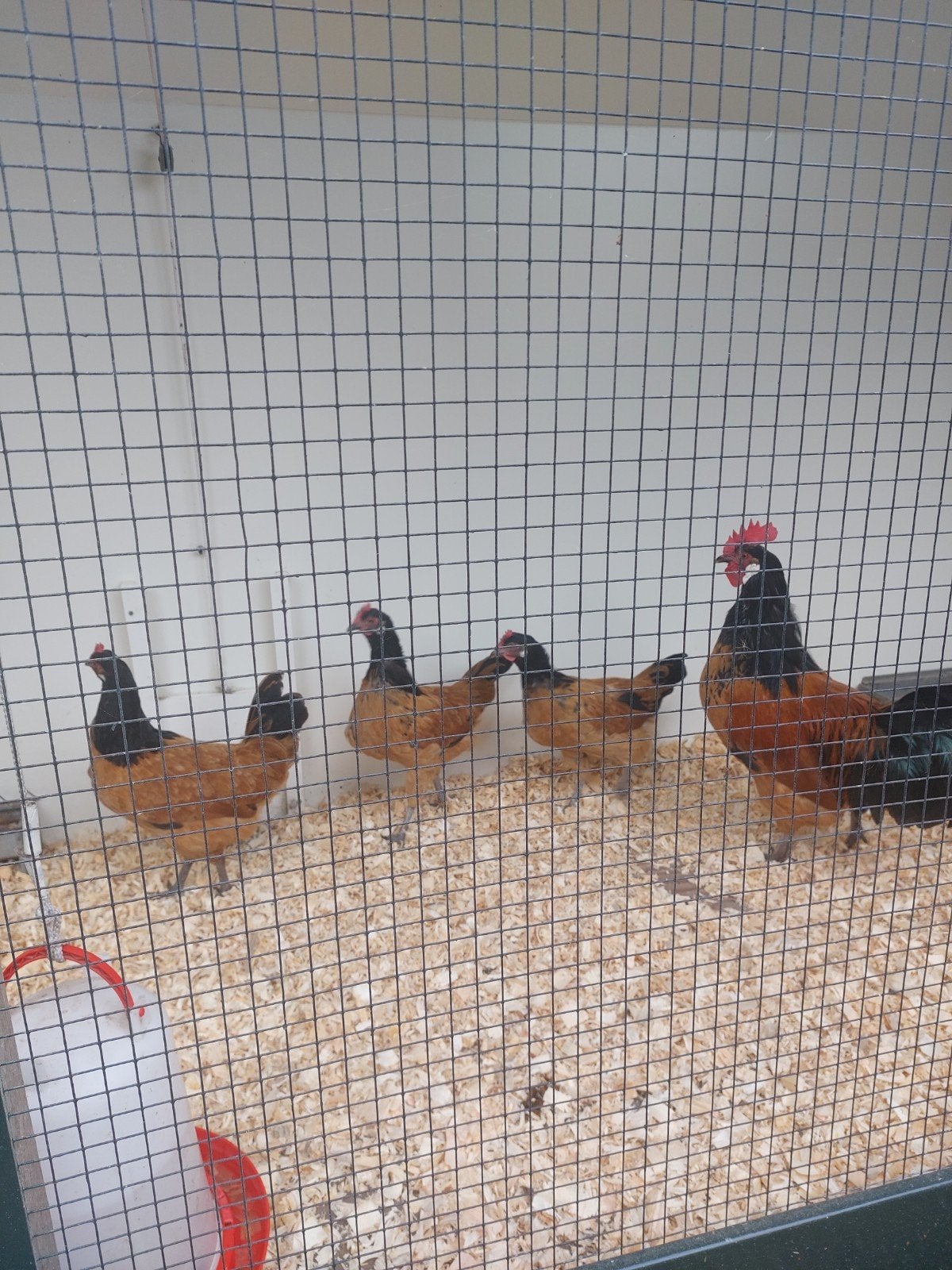 vorwerk kippen, Dieren en Toebehoren