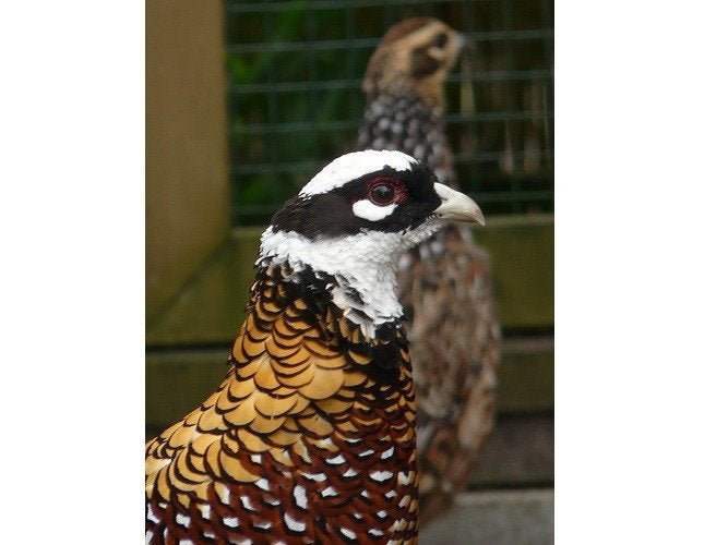 Koningsfazanten | Sierlijke fazant met lage staart!, Dieren en Toebehoren, Meerdere dieren, Overige soorten