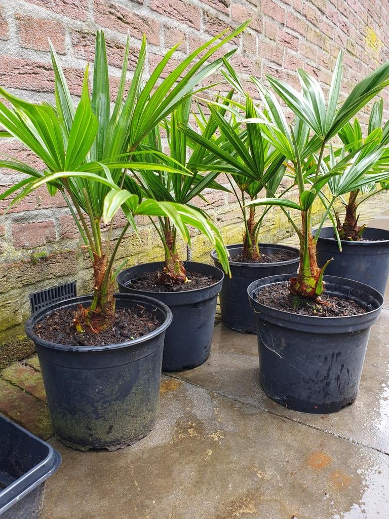 Trachycarpus Fortunei - Winterharde Palmboom, Volle zon, Vaste plant, Bloeit niet, Ophalen