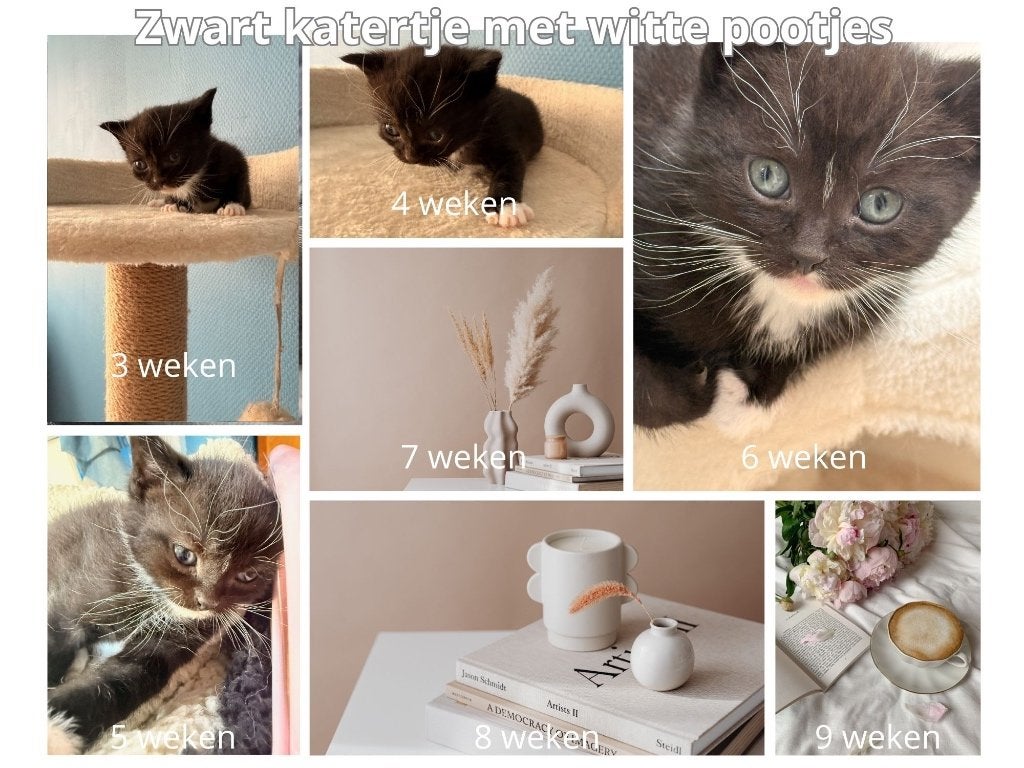 Prachtige Britse korthaar mix kittens, Dieren en Toebehoren, Katten en Kittens | Raskatten | Korthaar, Meerdere dieren, Ontwormd