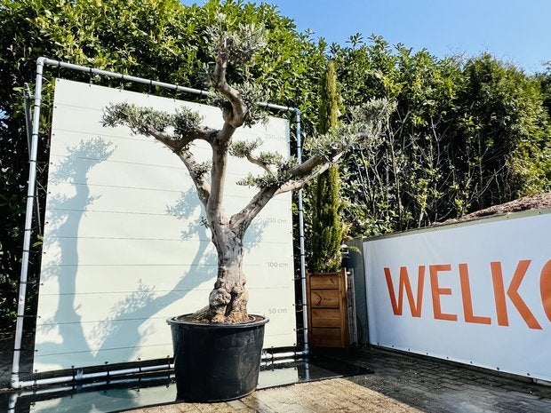 Olijfboom Pon-Pon - Olea Europea - stamomvang 80-100 cm, Ophalen of Verzenden, Olijfboom, 250 tot 400 cm, Zomer