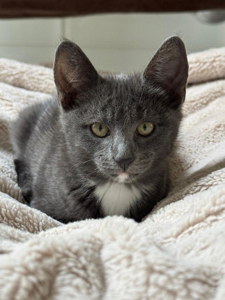 Drie crazy kittens | super lief en speels, Dieren en Toebehoren, Meerdere dieren, Kortharig, 0 tot 2 jaar