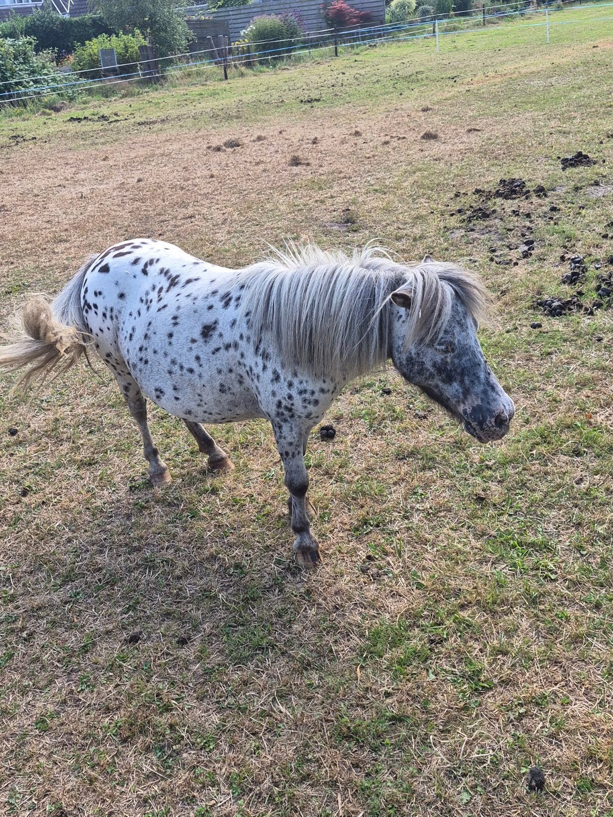 appaloosa shetlander merrie, Merrie