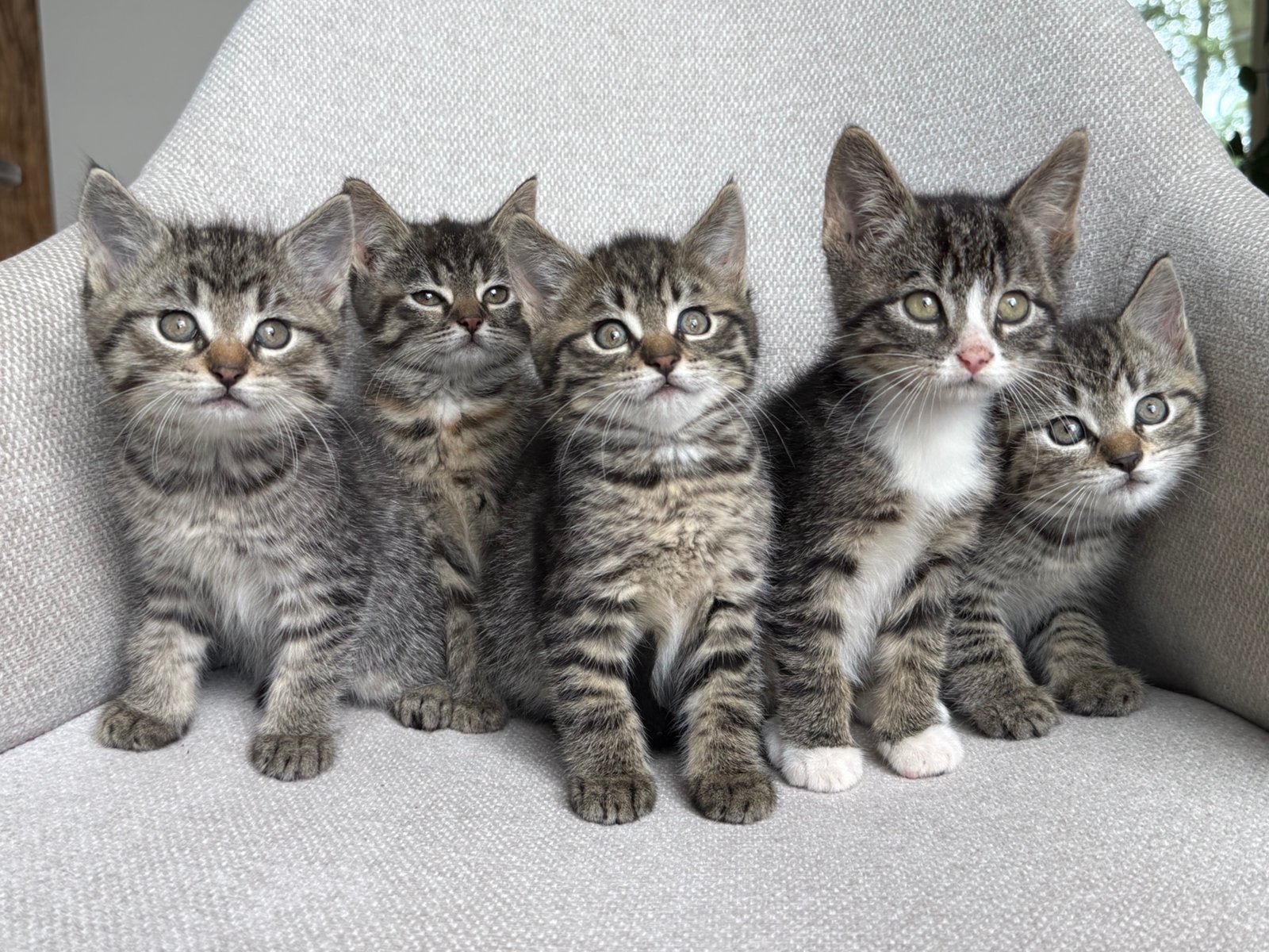 Getijgerde / cyperse kittens 8,5 weken oud, Dieren en Toebehoren, Meerdere dieren, Kortharig, 0 tot 2 jaar