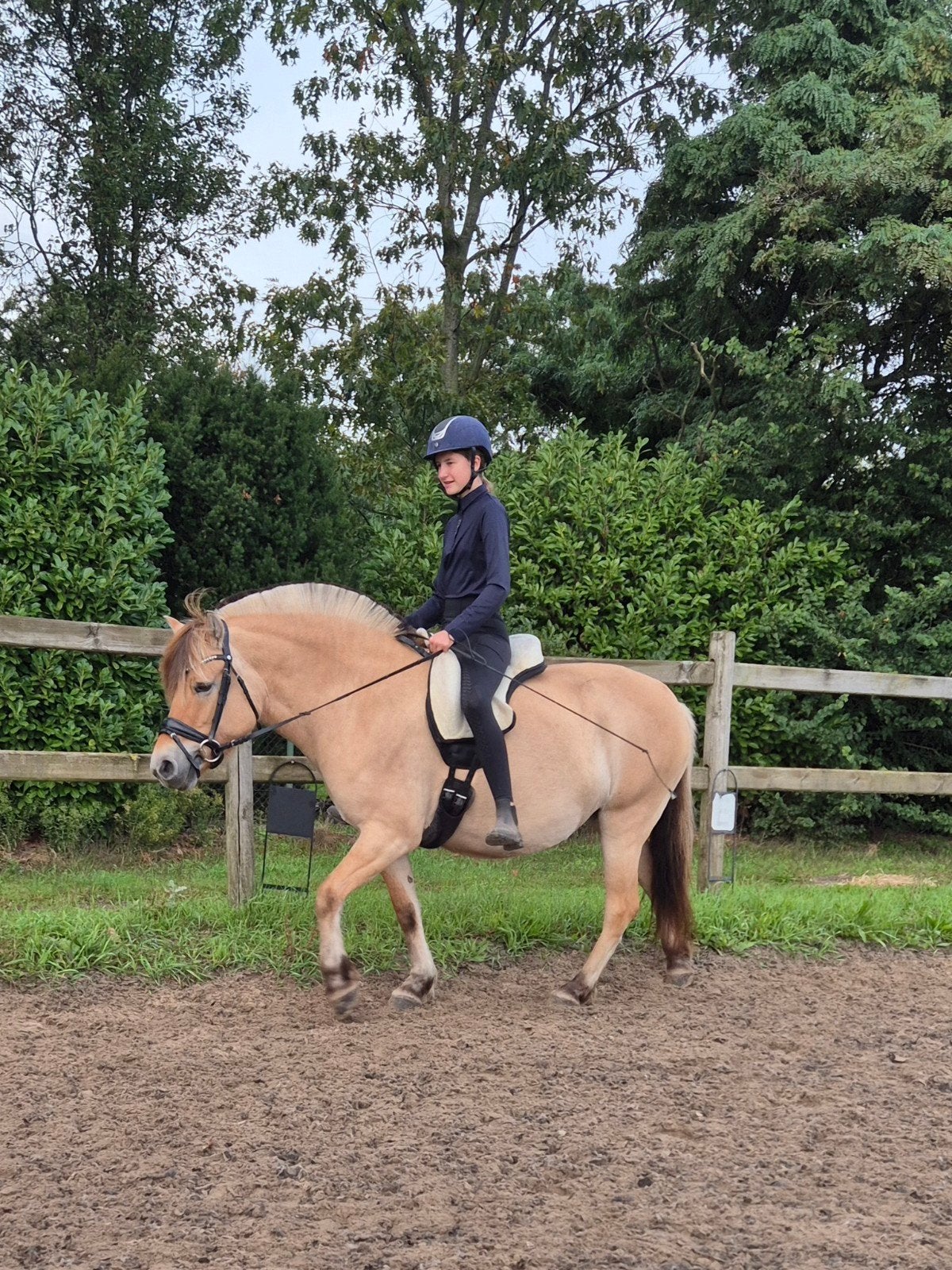 lieve, zadelmakke, 4 jarige Fjord, Merrie, Recreatiepaard, 3 tot 6 jaar