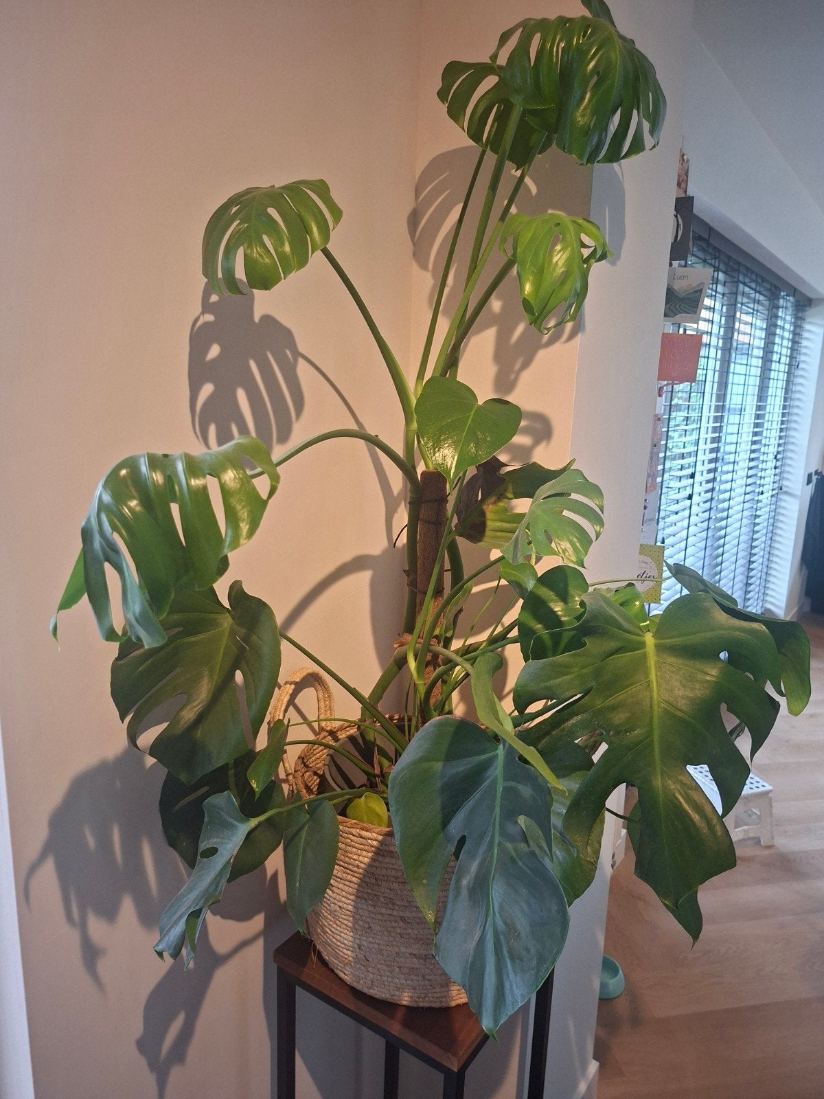 Grote Monstera deliciosa, Ophalen of Verzenden, In pot, Halfschaduw, Minder dan 100 cm