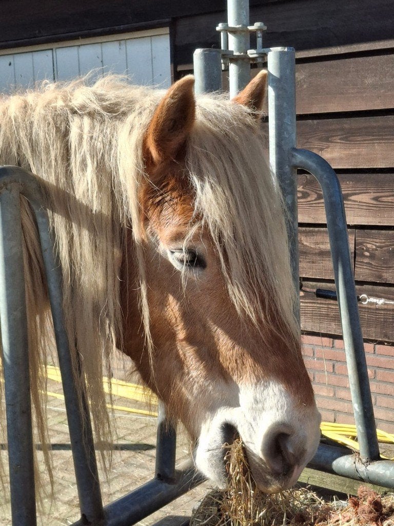 Ervaren hulp / bijrijder gezocht in Rhenen 20+, Dieren en Toebehoren, Paarden en Pony's | Overige Paardenspullen, Ophalen of Verzenden