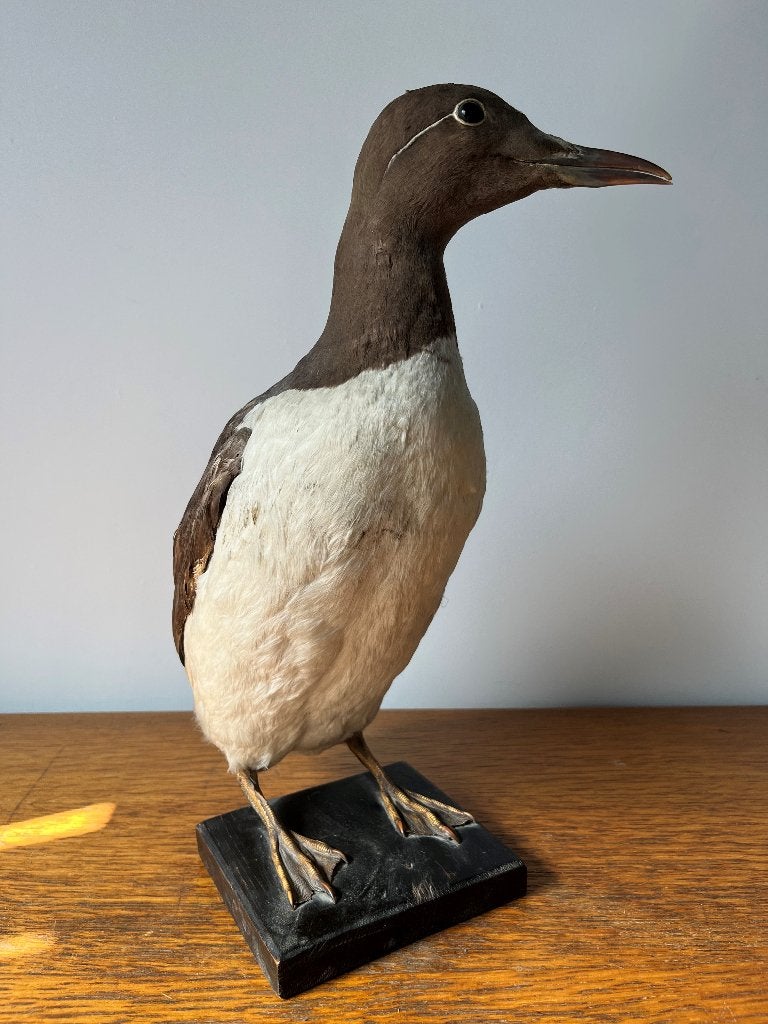 Taxidermie opgezette Zeekoet / Guillemot vintage, Ophalen of Verzenden, Zo goed als nieuw, Vogel, Opgezet dier