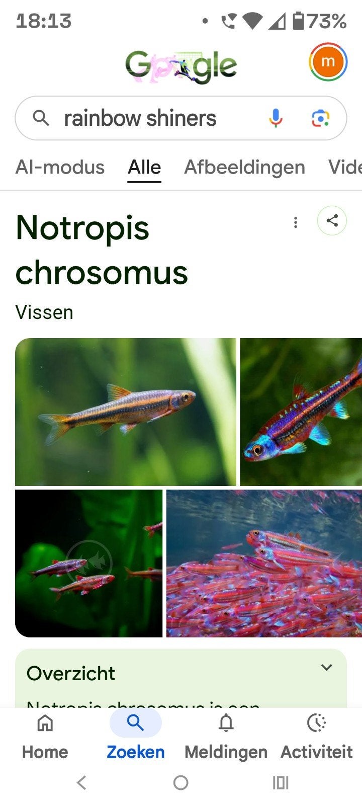 Gezocht rainbow shiners, Dieren en Toebehoren, Vissen | Aquariumvissen, Vis