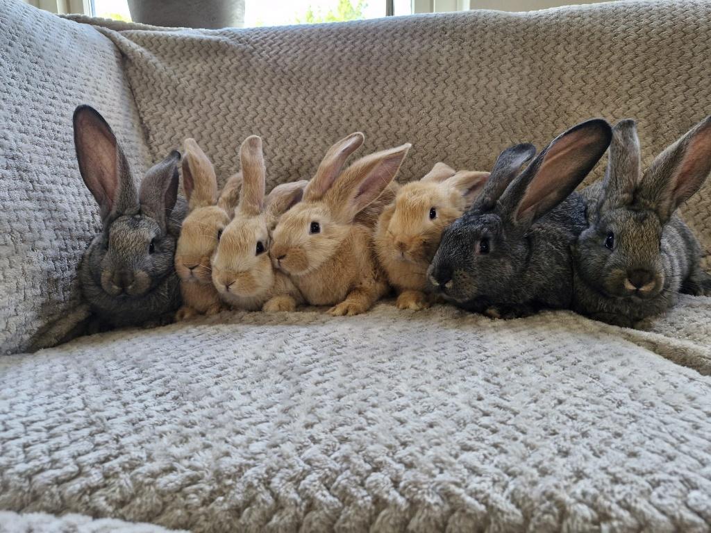 Lieve Vlaamse reuzen konijntjes, Dieren en Toebehoren, Konijnen, Vrouwelijk, Groot, 0 tot 2 jaar