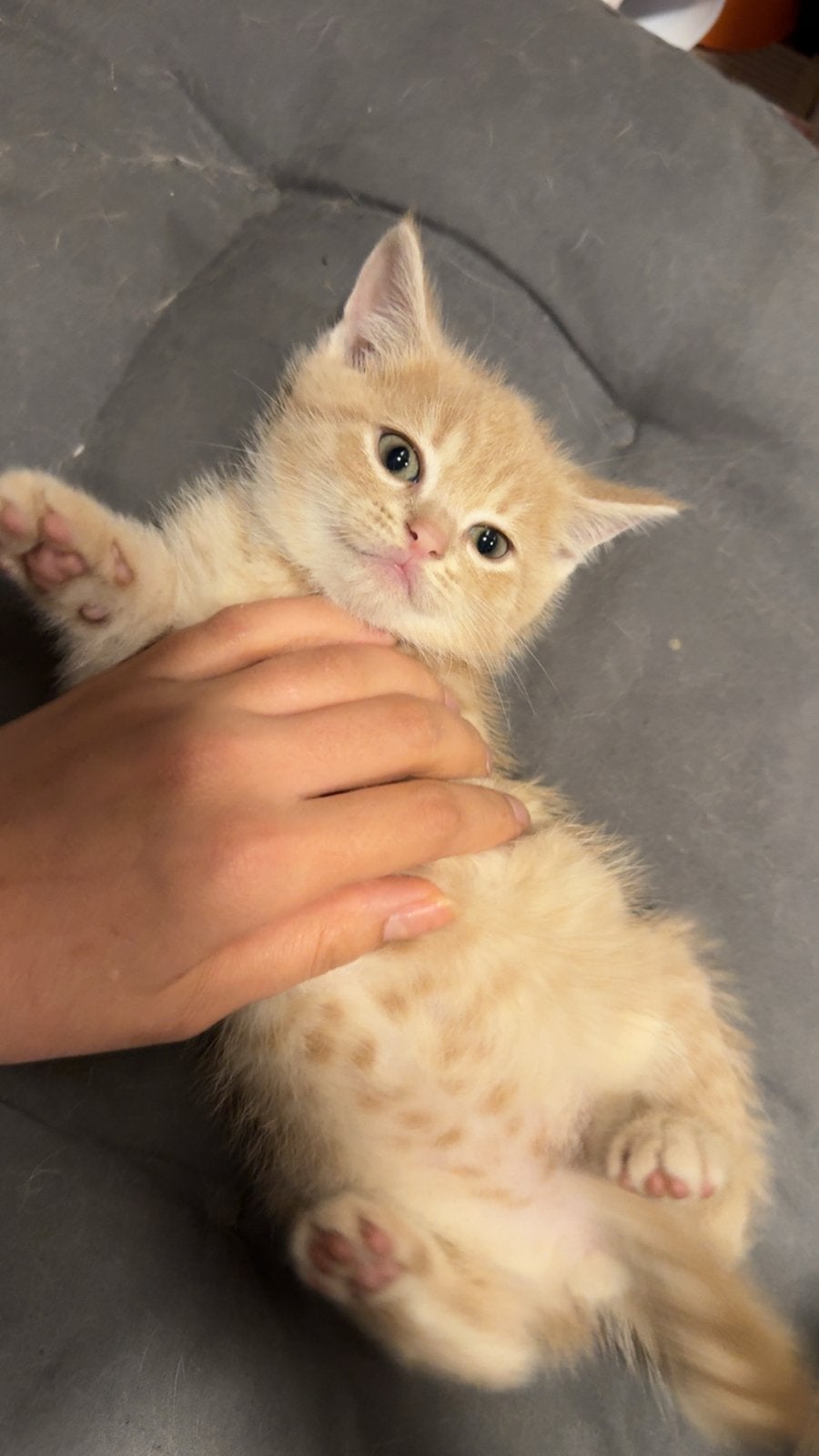 Een lieve, kleine kitten te koop., Kater, Langharig, 0 tot 2 jaar