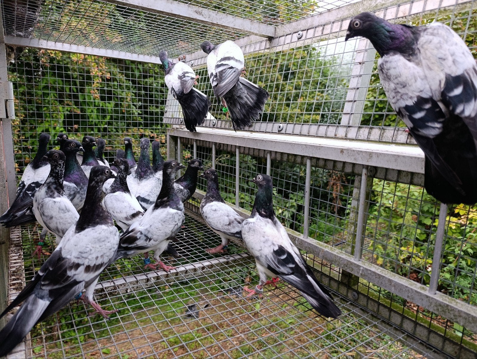 deres hoogvliegers. zeer zeldzaam!, Meerdere dieren