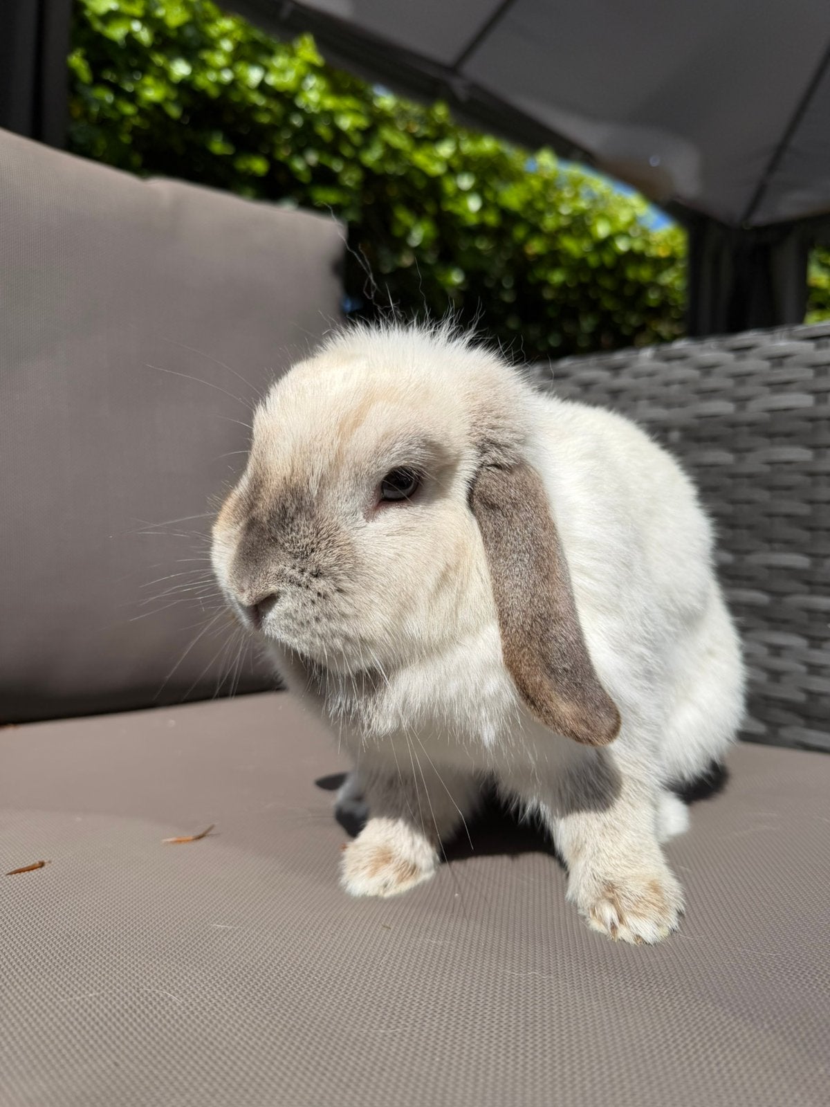 Minilop voedster (Belgie), Dieren en Toebehoren, Konijnen