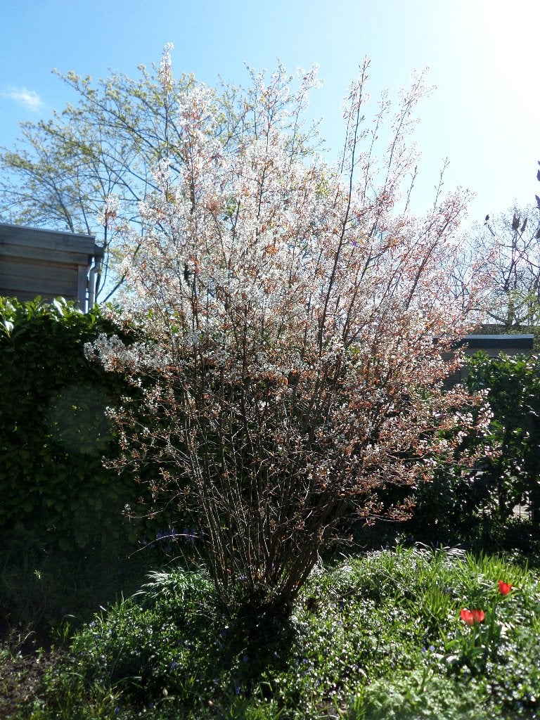 Krenteboompje,witte bloemen, ca 1 meter boven de grond., Tuin en Terras, Volle zon, Lente, Minder dan 100 cm, Overige soorten