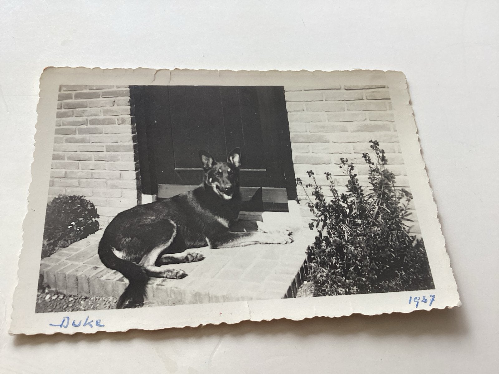 Vintage foto: Duitse Herder 'Duke' uit 1957 6.5x9 cm, Gebruikt, Foto, Ophalen of Verzenden, 1940 tot 1960