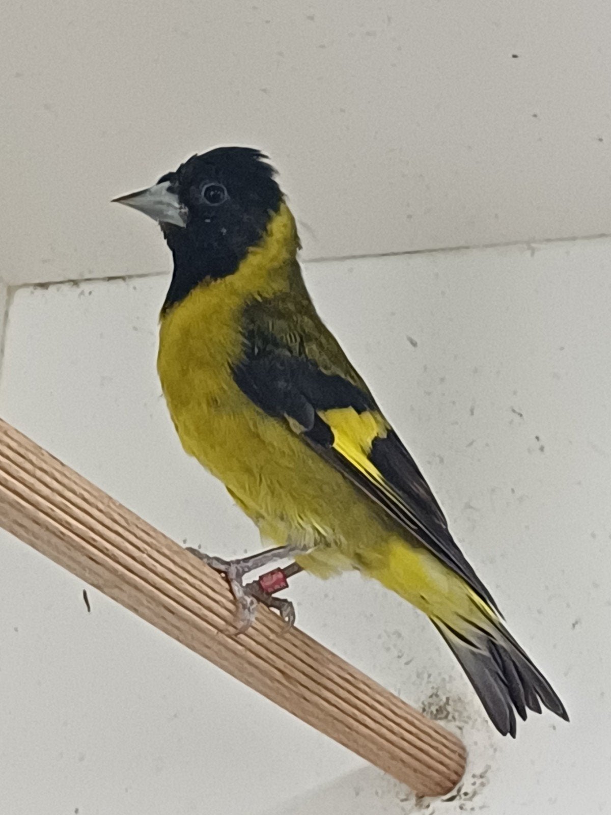 Zwartkop sijs, Mannelijk, Wildzangvogel, Geringd